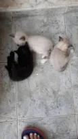 Bebes