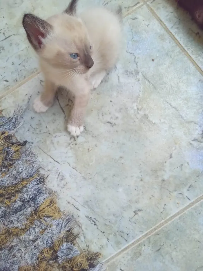 Gato ra a SRD-ViraLata idade Abaixo de 2 meses nome Bebes