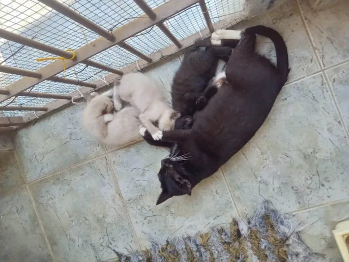 Gato ra a SRD-ViraLata idade Abaixo de 2 meses nome Bebes