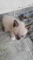 Bebes