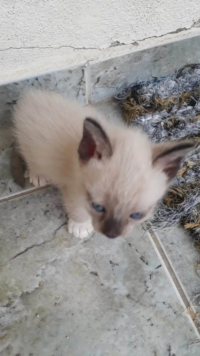 Gato ra a SRD-ViraLata idade Abaixo de 2 meses nome Bebes