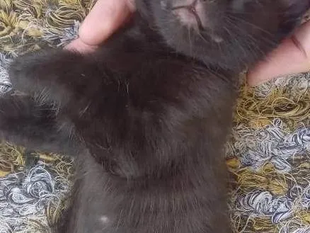 Gato ra a SRD-ViraLata idade Abaixo de 2 meses nome Bebes