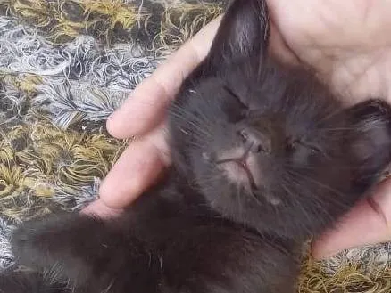 Gato ra a SRD-ViraLata idade Abaixo de 2 meses nome Bebes