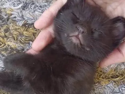 Gato ra a SRD-ViraLata idade Abaixo de 2 meses nome Bebes
