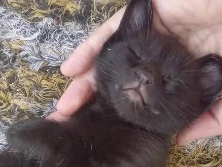 Gato ra a SRD-ViraLata idade Abaixo de 2 meses nome Bebes
