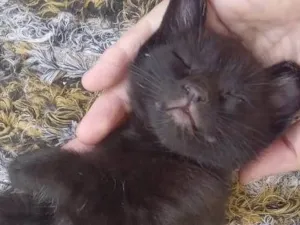 Gato raça SRD-ViraLata idade Abaixo de 2 meses nome Bebes