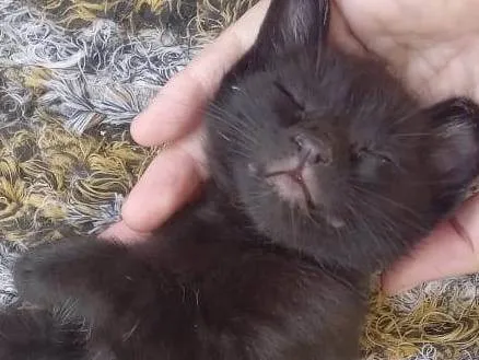 Gato ra a SRD-ViraLata idade Abaixo de 2 meses nome Bebes