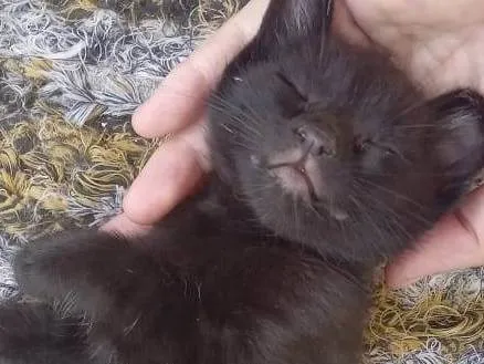 Gato ra a SRD-ViraLata idade Abaixo de 2 meses nome Bebes