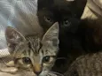 Bart, Lisa, Hommer e Mag