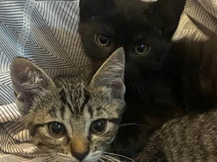 Gato ra a SRD-ViraLata idade Abaixo de 2 meses nome Bart, Lisa, Hommer e Mag
