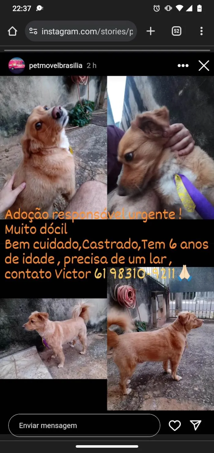 Cachorro ra a SRD-ViraLata idade 6 ou mais anos nome Marley