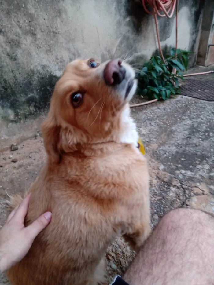 Cachorro ra a SRD-ViraLata idade 6 ou mais anos nome Marley