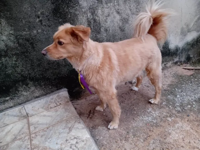 Cachorro ra a SRD-ViraLata idade 6 ou mais anos nome Marley