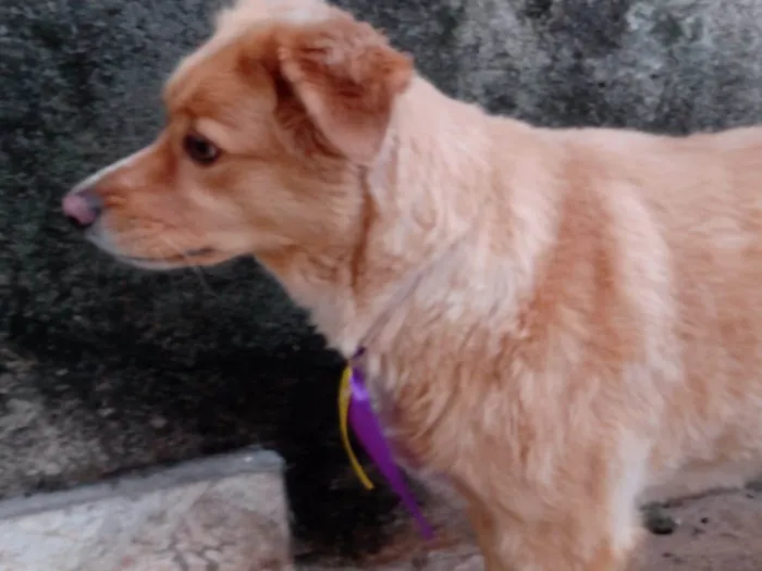 Cachorro ra a SRD-ViraLata idade 6 ou mais anos nome Marley