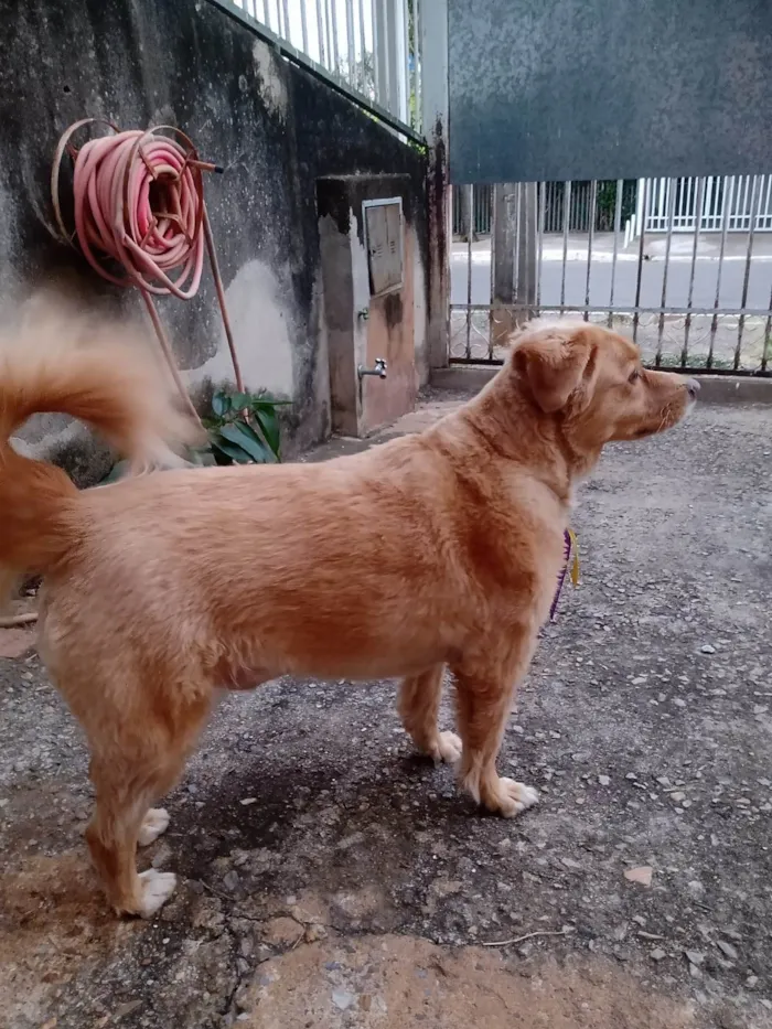 Cachorro ra a SRD-ViraLata idade 6 ou mais anos nome Marley