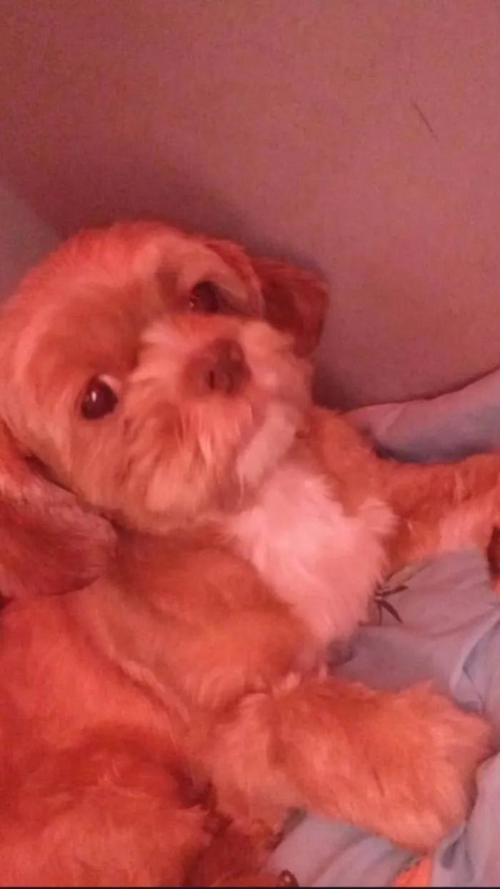 Cachorro ra a Shitzu idade 5 anos nome Spike