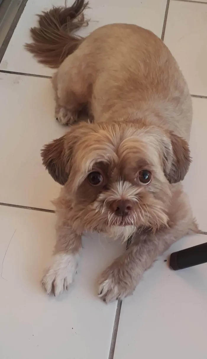 Cachorro ra a Shitzu idade 5 anos nome Spike