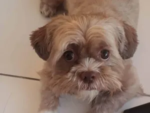 Cachorro raça Shitzu idade 5 anos nome Spike
