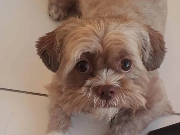 Cachorro ra a Shitzu idade 5 anos nome Spike