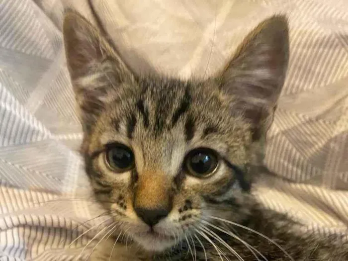 Gato ra a SRD-ViraLata idade Abaixo de 2 meses nome Bart, Lisa, Hommer e Mag