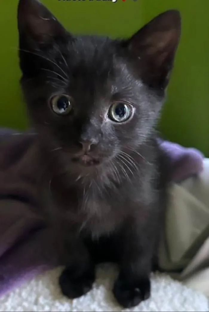 Gato ra a SRD-ebony idade 2 a 6 meses nome Baby
