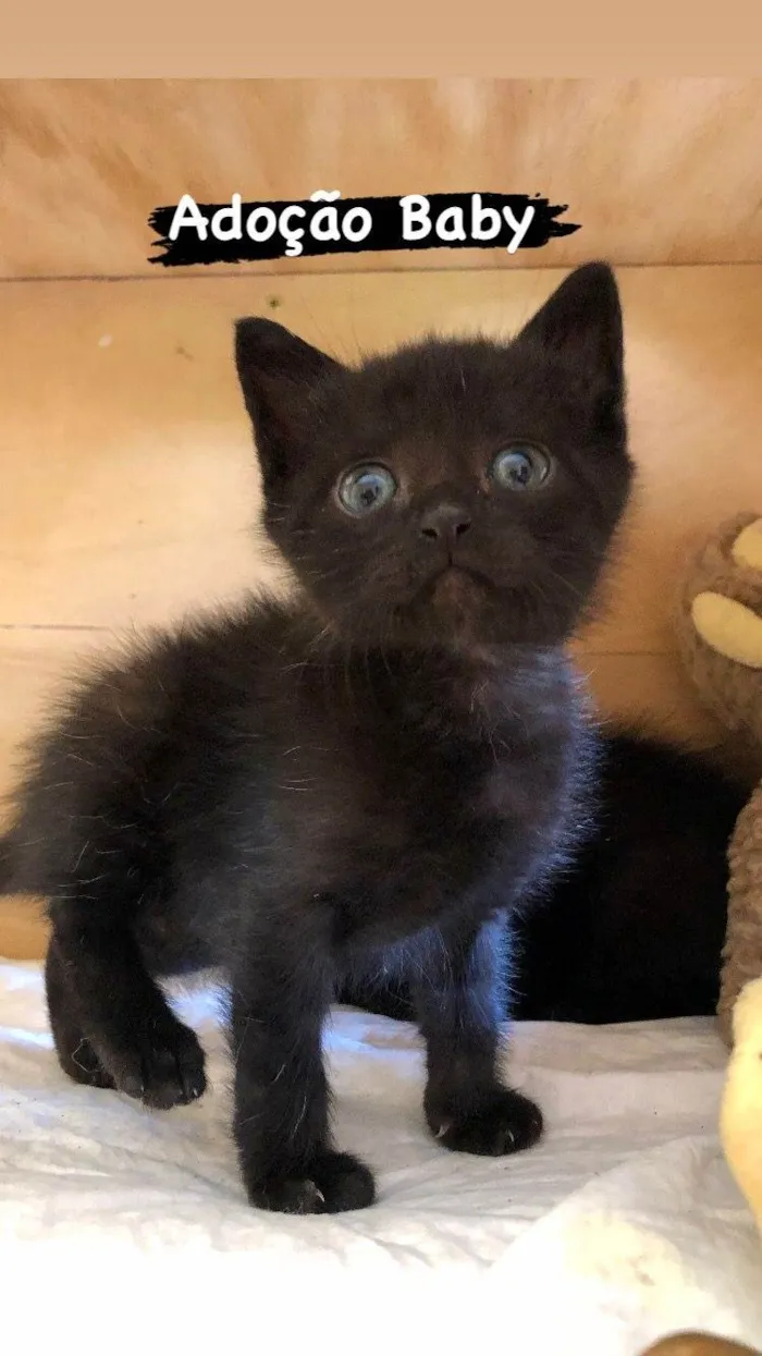 Gato ra a SRD-ebony idade 2 a 6 meses nome Baby