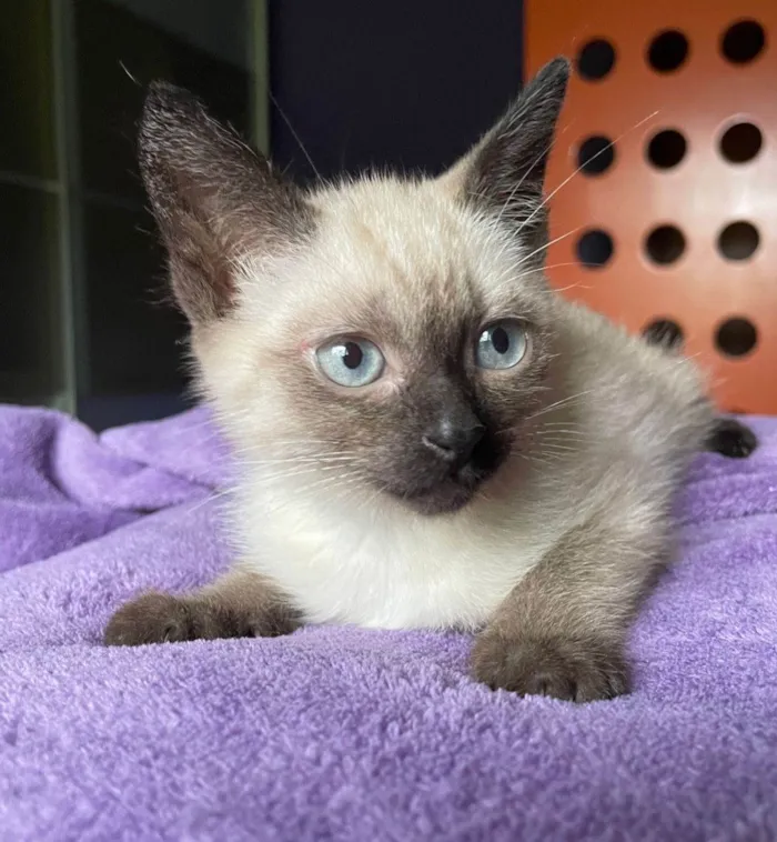 Gato ra a SRD-siames idade 2 a 6 meses nome Romeu