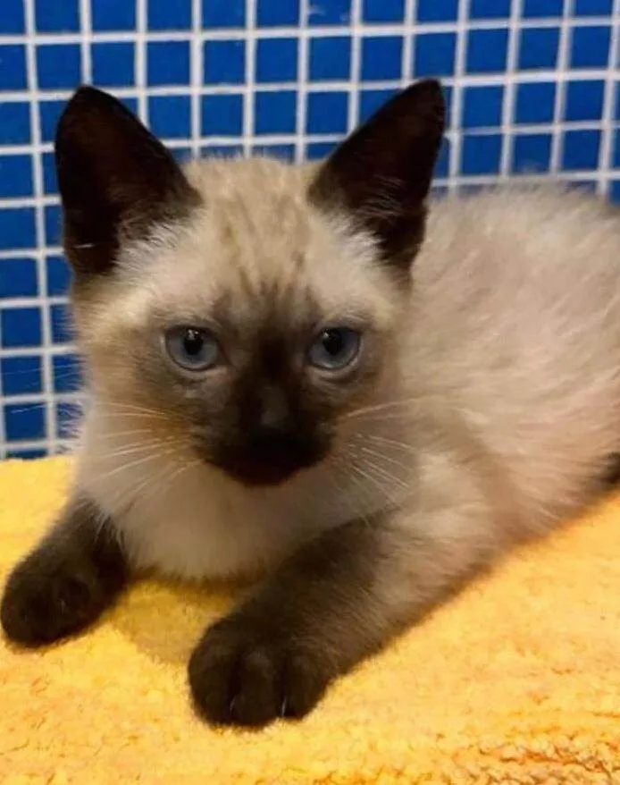 Gato ra a SRD-siames idade 2 a 6 meses nome Romeu