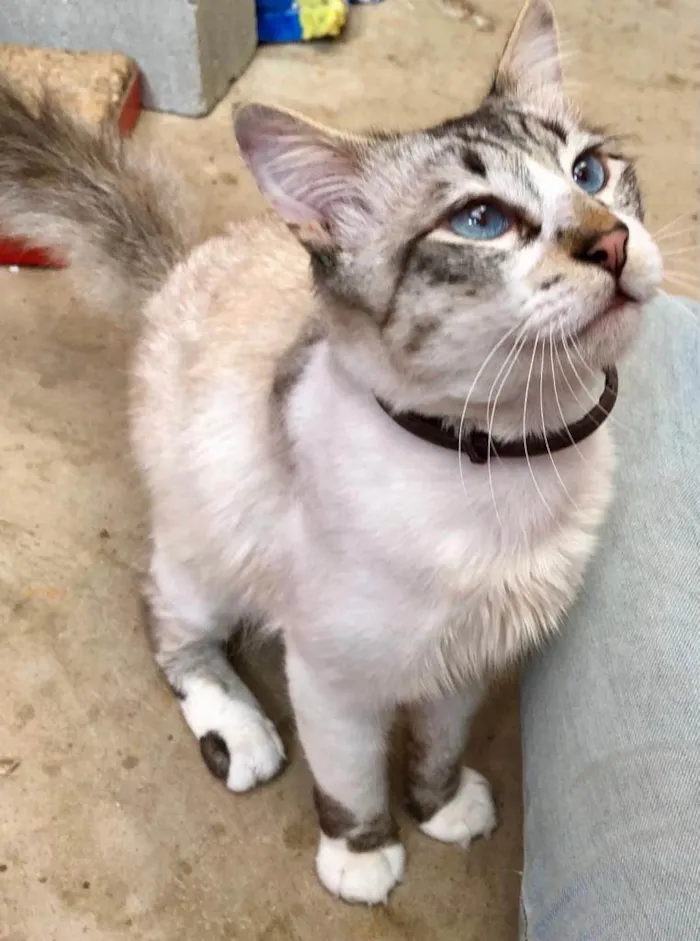 Gato ra a SRD-ragdoll idade 7 a 11 meses nome Charles