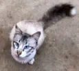 Charles