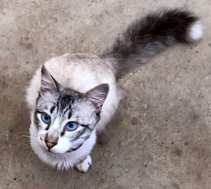 Gato ra a SRD-ragdoll idade 7 a 11 meses nome Charles