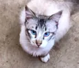 Charles
