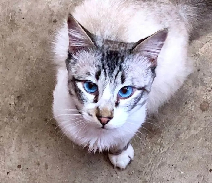Gato ra a SRD-ragdoll idade 7 a 11 meses nome Charles