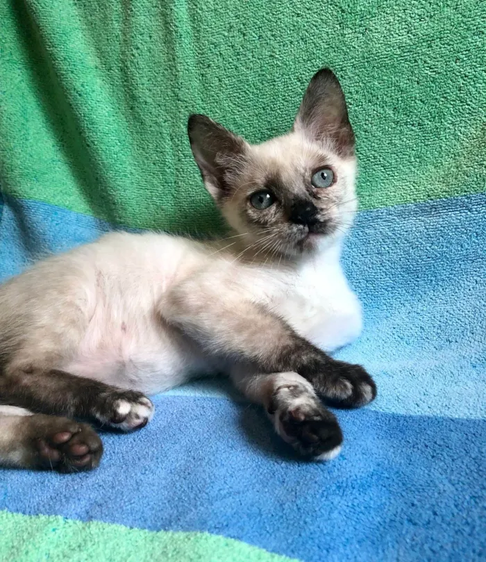 Gato ra a SRdefinida idade 2 a 6 meses nome Betinha