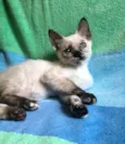 Betinha