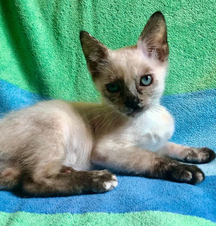 Gato ra a SRdefinida idade 2 a 6 meses nome Betinha