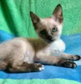 Betinha