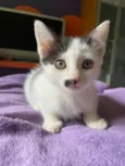 Mica 