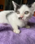 Mica 