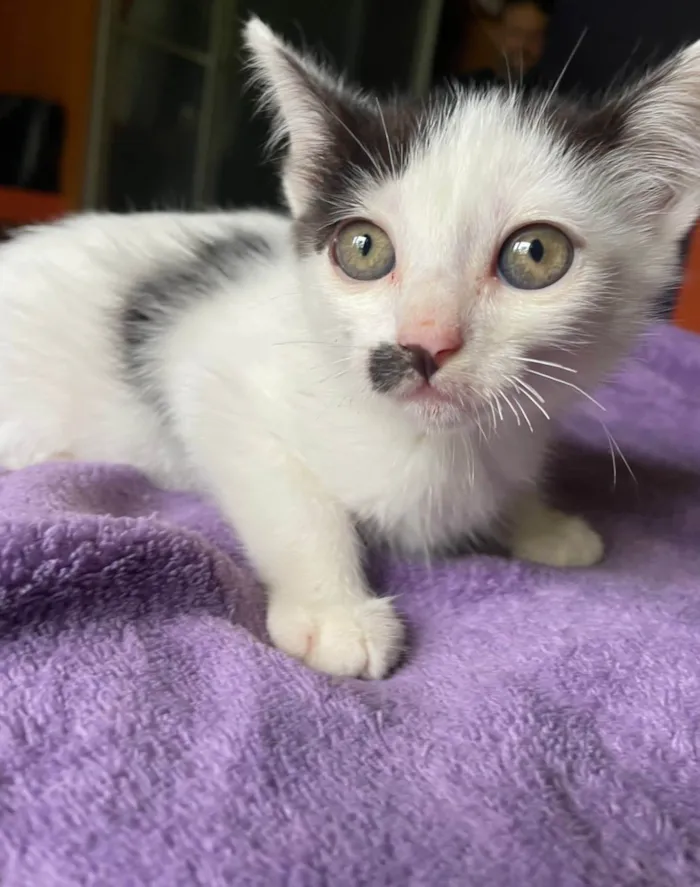 Gato ra a SRD idade Abaixo de 2 meses nome Mica 