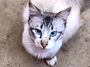 Gato raça SRD-ragdoll idade 7 a 11 meses nome Charles