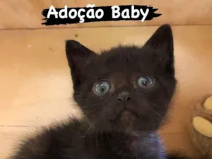 Gato raça SRD-ebony idade 2 a 6 meses nome Baby