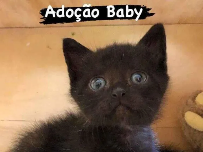 Gato ra a SRD-ebony idade 2 a 6 meses nome Baby