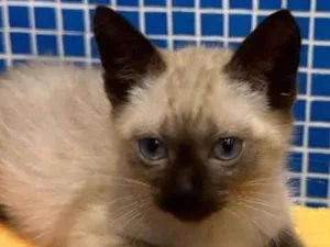 Gato raça SRD-siames idade 2 a 6 meses nome Romeu