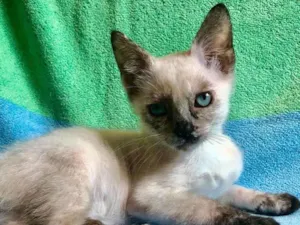 Gato raça SRdefinida idade 2 a 6 meses nome Betinha