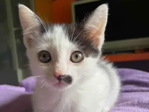 Gato raça SRD idade Abaixo de 2 meses nome Mica 