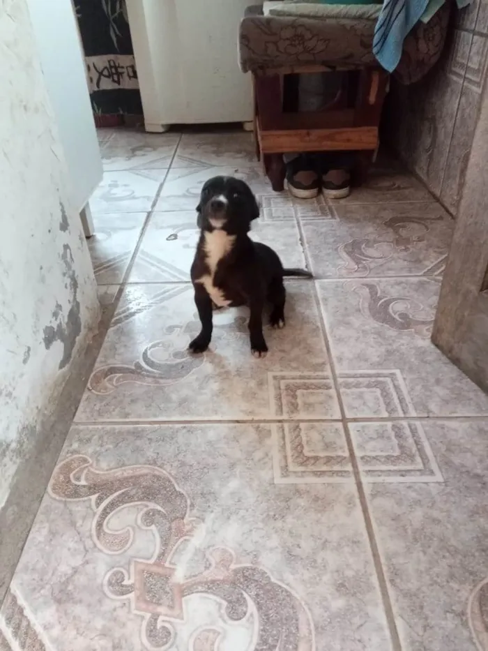 Cachorro ra a SRD-ViraLata misturado com poodle idade 1 ano nome Wandinha