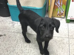 Cachorro raça SRD-ViraLata idade 1 ano nome Sem nome