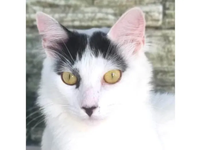 Gato ra a SRD-ViraLata idade 1 ano nome Safira