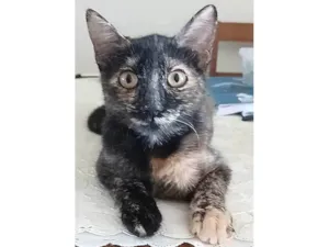 Gato raça SRD-ViraLata idade 1 ano nome Cacau